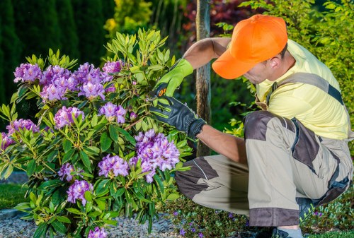 A gardener wearing an orange cap, yellow and grey outdoor work clothes, and black gardening gloves is pruning a purple-flowered shrub in a well-maintained backyard, which features a lush green hedge, a variety of small plants, and a gravel pathway. The garden has a structured layout with a mix of flowering plants, dense foliage, and a neatly edged lawn area visible in the background. The scene is set during daylight with natural sunlight illuminating the vibrant green leaves and colourful flowers, emphasizing the healthy condition of the garden. The gardener’s attentive stance indicates ongoing garden maintenance, typical of landscaping and garden renovation activities undertaken by professionals such as Landscapers Leytonstone, serving local residents in Leytonstone and the E11 postcode district, with an aim to enhance outdoor spaces with careful pruning, planting, and landscaping expertise.
