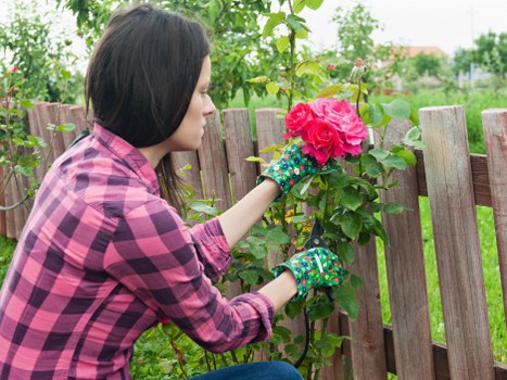 A woman wearing a pink and black checkered shirt and green gardening gloves tending to a flowering shrub in a backyard garden. She is carefully pruning vibrant pink roses with a garden tool, standing close to a weathered wooden fence that encloses a lush, green outdoor space. The garden features a well-maintained grassy lawn in the foreground, bordered by the fence, with various other plants and small trees visible in the background, suggesting a healthy, natural environment. The scene is brightly lit, indicating a clear day, and the garden appears to be part of a residential area in Leytonstone or nearby, aligning with local gardening services offered by Landscapers Leytonstone. This careful maintenance supports healthy growth and enhances the garden’s visual appeal, reflecting attention to detail in outdoor landscaping and lawn care.