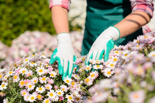In the image, a gardener wearing a teal apron and white gardening gloves is tending to a lush flower bed filled with blooming daisies, which display white petals with yellow centers. The flower bed is situated in a well-maintained outdoor garden area, with a background of vibrant green shrubbery and trees, indicating a healthy and landscaped environment. The daisies are densely arranged, with some flowers in full bloom and others still developing, suggesting ongoing garden maintenance. The soil around the flowers appears moist and rich, indicative of good horticultural practices. The scene is lit by natural daylight, with a warm and inviting outdoor atmosphere, typical of a carefully landscaped garden in Leytonstone. This setting exemplifies professional gardening services focused on flower bed improvement and outdoor garden aesthetics, as provided by Landscapers Leytonstone, ensuring lush, vibrant outdoor spaces for local clients.
