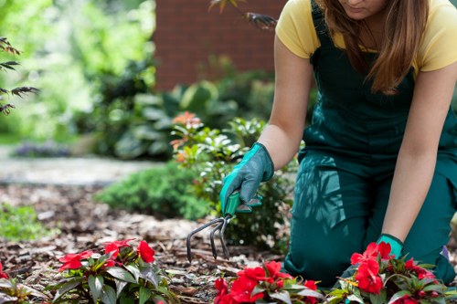 A gardener wearing a yellow top and teal overalls is crouched down in a lush, landscaped garden in Leytonstone, using a small hand rake to tend to vibrant red flowering plants in well-maintained flower beds. The garden features a neatly edged lawn with dense, dark green foliage and a variety of shrubs and flowering plants, with some greenery and other garden beds visible in the background. The surface of the soil in the flower bed appears rich and moist, and the surrounding plants display natural green and colorful tones, contrasting with the reddish blooms. The environment suggests a bright, sunny day with natural light illuminating the garden’s varied textures, including the leafy bushes and flowering plants. The scene reflects professional gardening practices typical of landscaping services in Leytonstone, maintaining an attractive and healthy outdoor space, with attention to detail in plant care and garden design.