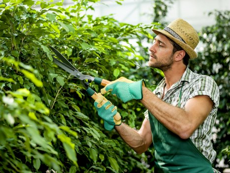A man wearing a straw hat, a short-sleeved plaid shirt, and green gardening gloves is trimming dense green hedge foliage in a garden. The hedge is well-maintained and borders a neatly arranged lawn with lush, dense grass. Behind the hedge, there are more trees and shrubs, indicating a landscaped yard or outdoor space typical for garden maintenance in Leytonstone. The man is using pruning shears to carefully shape the hedge, with sunlight filtering through the canopy, suggesting a clear day. The scene reflects professional gardening services offered by Landscapers Leytonstone, focusing on hedge trimming and outdoor garden upkeep to enhance curb appeal and outdoor aesthetics for properties within the Leytonstone area and postcode E11.