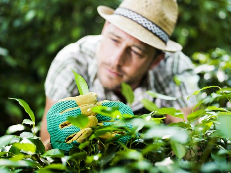 Professional lawn care team in Leytonstone