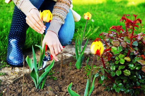 A close-up view of a person planting yellow and red tulips in a garden flower bed with rich, dark soil. The individual is wearing blue jeans and a multicolored knit sweater, with their hands carefully tending to the tulip bulbs. To the right, there is a vibrant, red-leaved shrub that adds contrast to the scene. The surrounding area features well-maintained grass with a lush, green appearance, and a paved pathway made of stone runs behind the flower bed. In the background, a neatly trimmed hedge creates a natural boundary for the garden space, which is situated in a residential outdoor setting. The lighting suggests a bright, clear day, ideal for gardening activities, and the overall environment appears tidy and thoughtfully landscaped, exemplifying professional gardening and planting practices that a company like Landscapers Leytonstone might undertake.