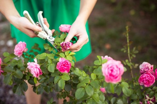 A person wearing a green top is seen pruning a flowering rose bush in a well-maintained garden area, with pink roses and green foliage prominently visible. The gardener's hands are holding gardening shears, carefully trimming the plant's stems and removing dead or overgrown branches. The rose bush is situated in a garden bed with dark, fertile soil, and the surrounding plants include additional green shrubs and small plants. The garden appears tidy, with healthy growth and vibrant blooms indicating attentive maintenance. The background features more greenery, suggesting a landscaped outdoor space, possibly part of a residential garden or a professional landscaping setup in Leytonstone. The scene is lit by natural daylight, highlighting the rich colours of the roses and leaves, supporting gardening services related to plant care, pruning, and garden maintenance, as offered by Landscapers Leytonstone.